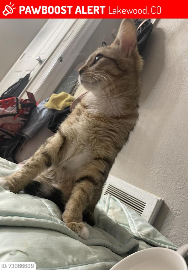Lost Female Cat last seen near the top of upham st, Lakewood, CO 80226