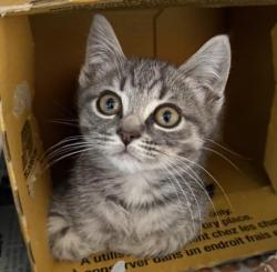Shelter Stray Male Cat last seen , 3201 Lacy St, Los Angeles, CA 90031, USA