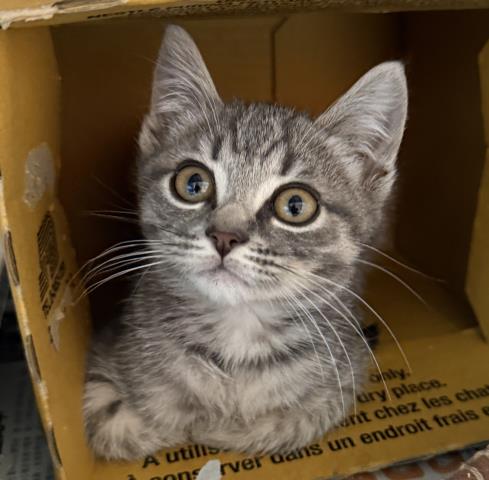 Shelter Stray Male Cat last seen , 3201 Lacy St, Los Angeles, CA 90031, USA