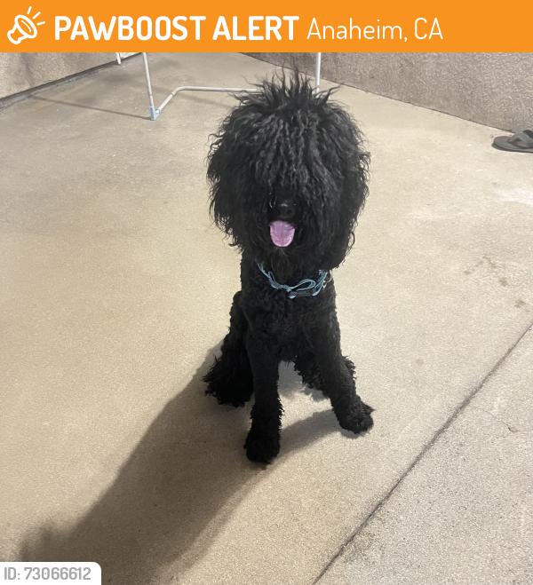 Found/Stray Male Dog last seen West and North street, Anaheim, CA 92815