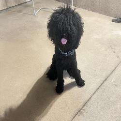 Found/Stray Male Dog last seen West and North street, Anaheim, CA 92815
