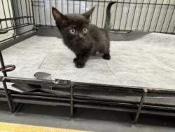 Shelter Stray Male Cat last seen , 14409 Vanowen St, Van Nuys, CA 91405, USA