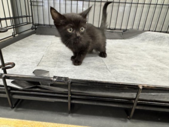 Shelter Stray Male Cat last seen , 14409 Vanowen St, Van Nuys, CA 91405, USA