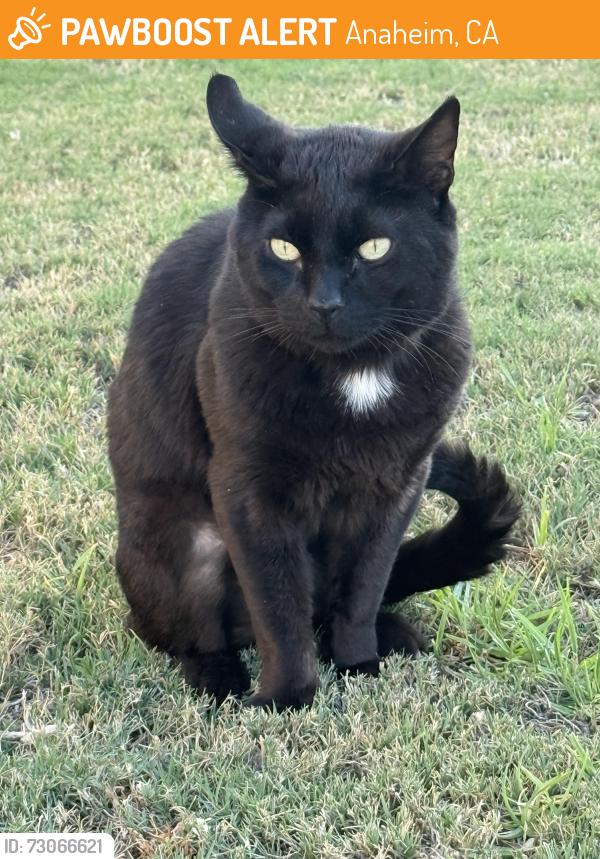 Found/Stray Unknown Cat last seen Orange Ave. Gilbert St., Anaheim, CA 92804