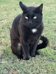 Found/Stray Unknown Cat last seen Orange Ave. Gilbert St., Anaheim, CA 92804