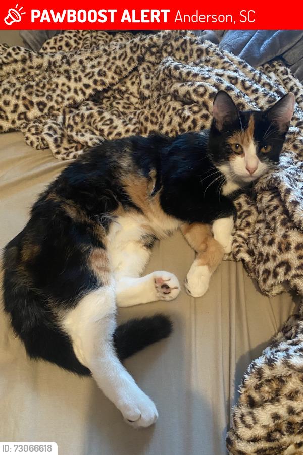 Lost Female Cat last seen Cox Road and Stringer Road off Highway 29 N, Anderson, SC 29621