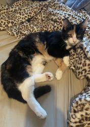 Lost Female Cat last seen Cox Road and Stringer Road off Highway 29 N, Anderson, SC 29621