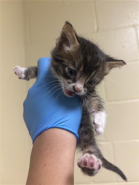 Shelter Stray Male Cat last seen OPUS CIR & STEMMLER DR, 2127 Front St, Sacramento, CA 95818, USA