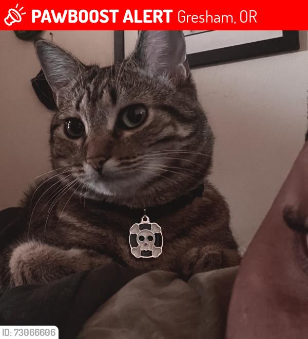 Lost Female Cat last seen Gresham Area, Gresham, OR 97080