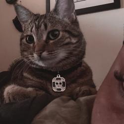 Lost Female Cat last seen Gresham Area, Gresham, OR 97080