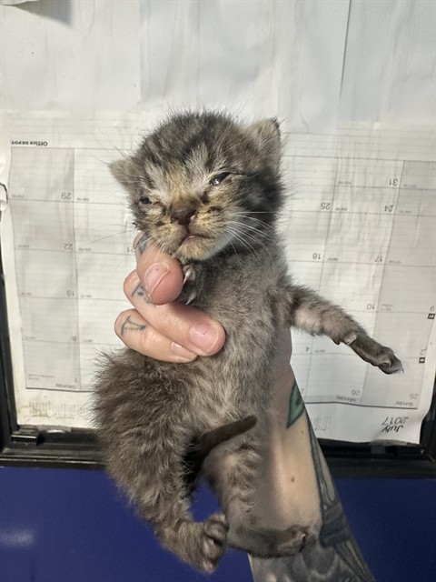 Shelter Stray Male Cat last seen Near BLOCK SHERWOOD AVE, BAKERSFIELD CA 93304, 3951 Fruitvale Ave, Bakersfield, CA 93308, USA