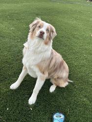 Lost Male Dog last seen Senter and Southside, near Andrew Hill, San Jose, CA 95111