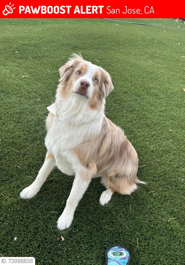 Lost Male Dog last seen Senter and Southside, near Andrew Hill, San Jose, CA 95111