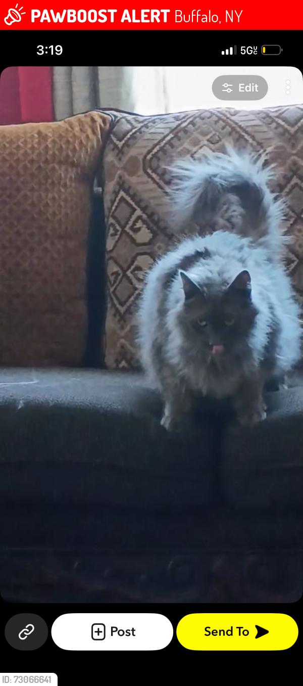 Lost Male Cat last seen West avenue , Fargo , Buffalo, NY 14213