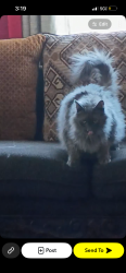 Lost Male Cat last seen West avenue , Fargo , Buffalo, NY 14213