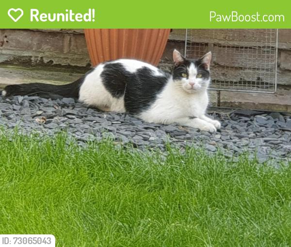 Reunited Male Cat last seen Green lanes, Harringay Ladder, England N4 1RZ