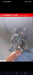Lost Female Dog last seen Sims n colfax, Lakewood, CO 80215