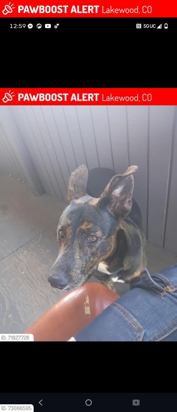 Lost Female Dog last seen Sims n colfax, Lakewood, CO 80215