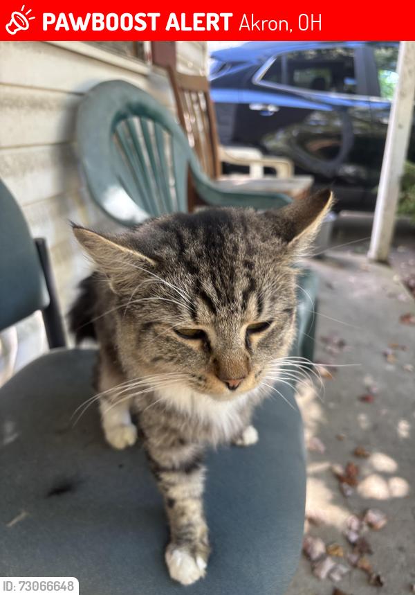 Lost Male Cat last seen Near Talbot Ave Akron ohio, Akron, OH 44306