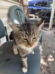 Lost Male Cat last seen Near Talbot Ave Akron ohio, Akron, OH 44306