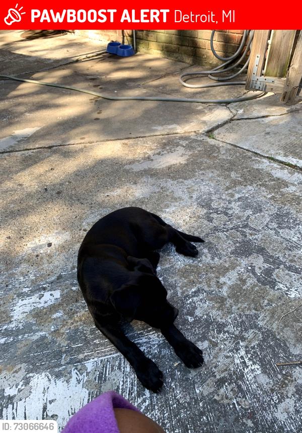 Lost Male Dog last seen Chicago St Henderson Elementary school, Joy Rd, MI 48150