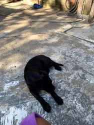 Lost Male Dog last seen Chicago St Henderson Elementary school, Joy Rd, MI 48150