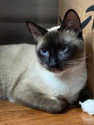 Lost Male Cat last seen Avenue I and J, Brooklyn, NY 11234