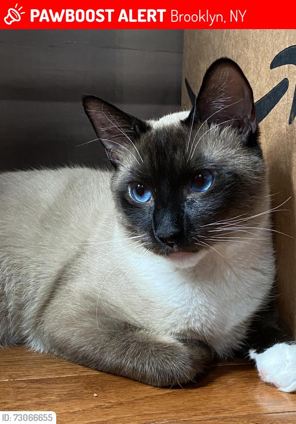 Lost Male Cat last seen Avenue I and J, Brooklyn, NY 11234