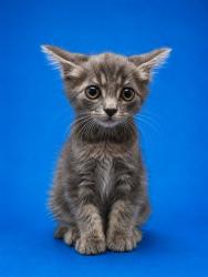 Shelter Stray Male Cat last seen , 2020 Forest St, Jacksonville, FL 32204, USA