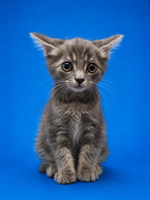 Shelter Stray Male Cat last seen , 2020 Forest St, Jacksonville, FL 32204, USA