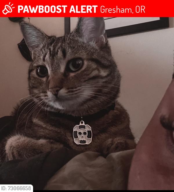 Lost Female Cat last seen SE Liberty Ct Gresham, OR 97080 United States, Gresham, OR 97080