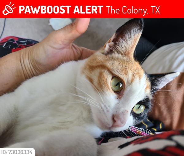 Lost Female Cat last seen Near Gibson Dr the colony TX 75056, The Colony, TX 75056