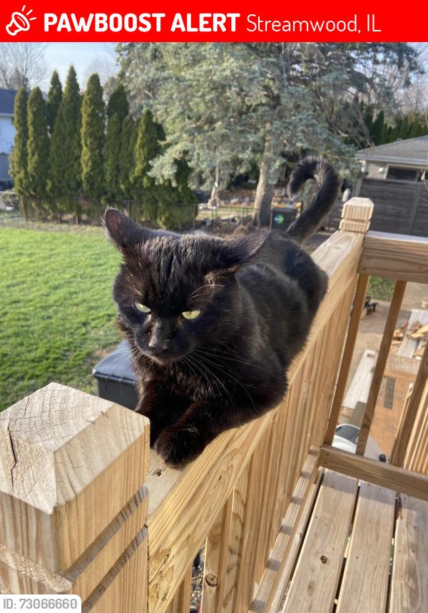 Lost Male Cat last seen Aquarius park streamwood il, Streamwood, IL 60107