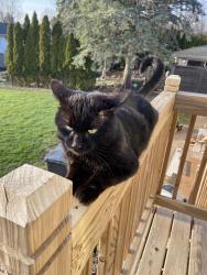 Lost Male Cat last seen Aquarius park streamwood il, Streamwood, IL 60107
