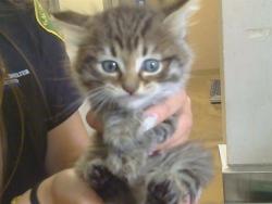 Shelter Stray Male Cat last seen SUNGARDEN DR/SUNRISE BLVD,95608, 3839 Bradshaw Rd, Sacramento, CA 95827, USA