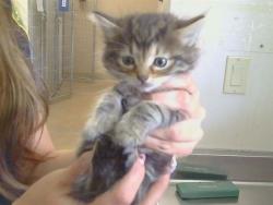 Shelter Stray Female Cat last seen SUNGARDEN DR/SUNRISE BLVD,95608, 3839 Bradshaw Rd, Sacramento, CA 95827, USA