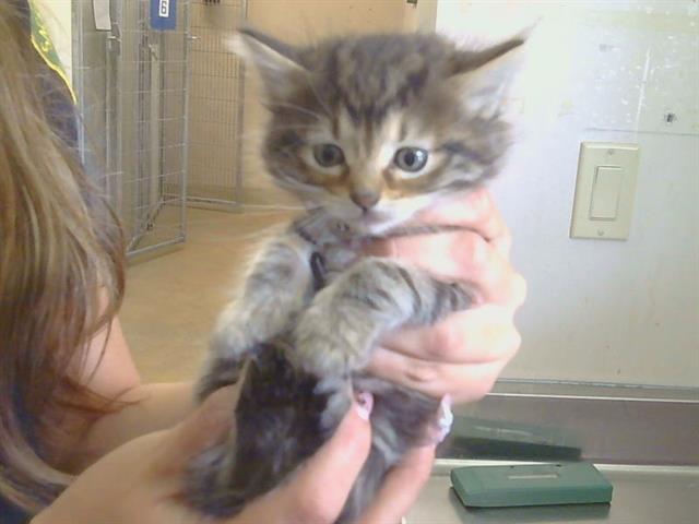 Shelter Stray Female Cat last seen SUNGARDEN DR/SUNRISE BLVD,95608, 3839 Bradshaw Rd, Sacramento, CA 95827, USA