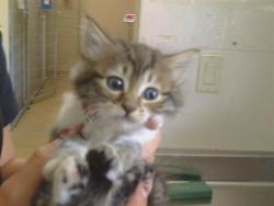 Shelter Stray Female Cat last seen SUNGARDEN DR/SUNRISE BLVD,95608, 3839 Bradshaw Rd, Sacramento, CA 95827, USA