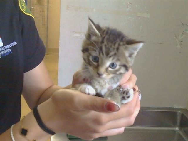 Shelter Stray Male Cat last seen SUNGARDEN DR/SUNRISE BLVD,95608, 3839 Bradshaw Rd, Sacramento, CA 95827, USA