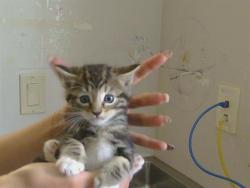 Shelter Stray Male Cat last seen SUNGARDEN DR/SUNRISE BLVD,95608, 3839 Bradshaw Rd, Sacramento, CA 95827, USA