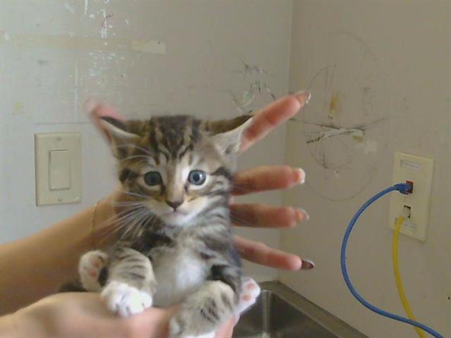 Shelter Stray Male Cat last seen SUNGARDEN DR/SUNRISE BLVD,95608, 3839 Bradshaw Rd, Sacramento, CA 95827, USA