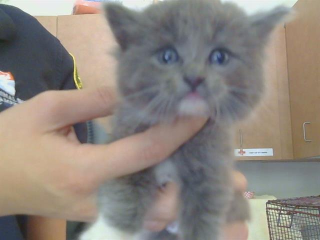 Shelter Stray Female Cat last seen HURLEY AVE/HOWE AVE, 95821, 3839 Bradshaw Rd, Sacramento, CA 95827, USA