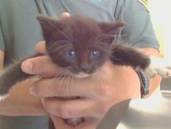 Shelter Stray Female Cat last seen HURLEY AVE/HOWE AVE, 95821, 3839 Bradshaw Rd, Sacramento, CA 95827, USA