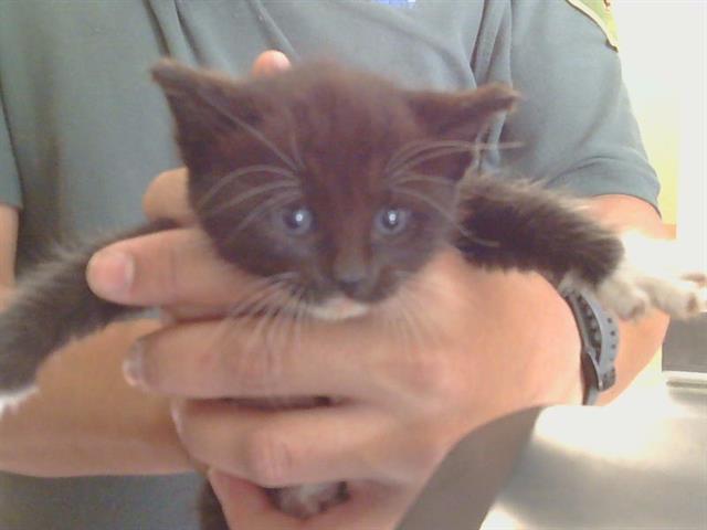 Shelter Stray Female Cat last seen HURLEY AVE/HOWE AVE, 95821, 3839 Bradshaw Rd, Sacramento, CA 95827, USA