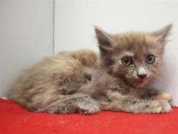 Shelter Stray Female Cat last seen BRADSHAW RD/GERBER RD, 95829, 3839 Bradshaw Rd, Sacramento, CA 95827, USA