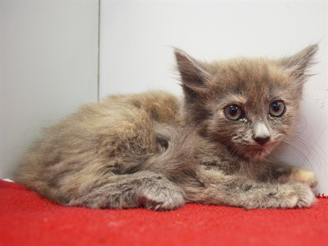 Shelter Stray Female Cat last seen BRADSHAW RD/GERBER RD, 95829, 3839 Bradshaw Rd, Sacramento, CA 95827, USA