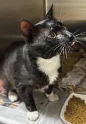 Shelter Stray Male Cat last seen Center Drive, VIRGINIA BEACH, VA, 23462, 341 S Birdneck Rd, Virginia Beach, VA 23451, USA