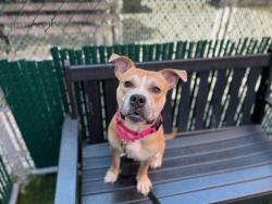 Shelter Stray Male Dog last seen Morris Avenue, BRONX, NY, 10451, 326 E 110th St, New York, NY 10029, USA