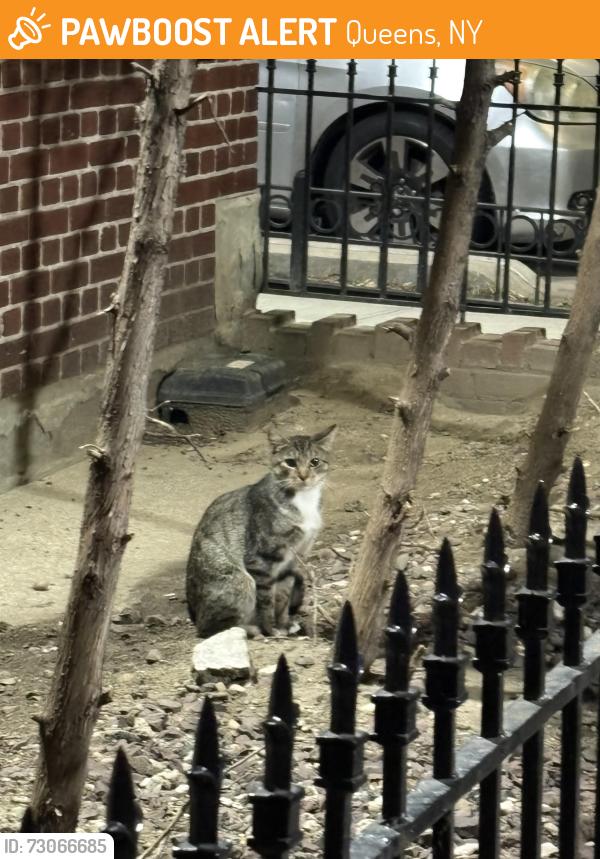 Found/Stray Unknown Cat last seen infront of walkway, Queens, NY 11354