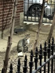 Found/Stray Unknown Cat last seen infront of walkway, Queens, NY 11354